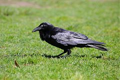 Australian Raven